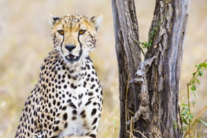 graphicstock-cheetah-sits-under-tree-and-looks-after-enemies-in-serengeti_BheVjXKuoe_thumb.jpg