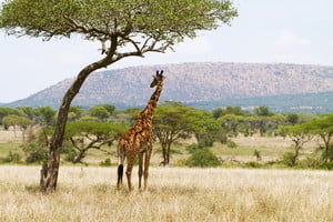 graphicstock-giraffe-standing-under-a-tree-and-rests-in-the-shadow-photography-from-tanzania-serengeti-africa_HO4xHjofsg_thumb.jpg
