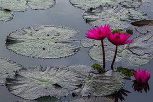 lotus-flower-blossom-in-the-sunrise_HPEIyZd3zx_thumb.jpg