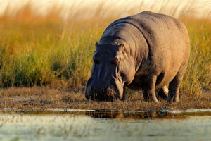storyblocks-african-hippopotamus-hippopotamus-amphibius-capensis-with-evening-sun-chobe-river-botswana_H9Ib91mQWf_thumb.jpg