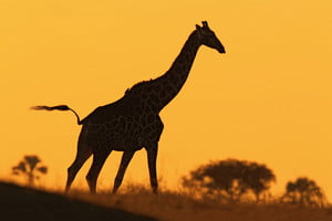 storyblocks-idyllic-giraffe-silhouette-with-evening-orange-sunset-botswana-africa_rcxMfemmbM_thumb.jpg