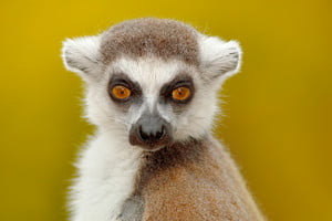 storyblocks-detail-portrait-of-cute-monkey-portrait-of-ring-tailed-lemur-lemur-catta-with-yellow-clear-background-animal-from-madagascar-africa-close-up-photo-of-monkey_SqUmrCfQbG_thumb.jpg